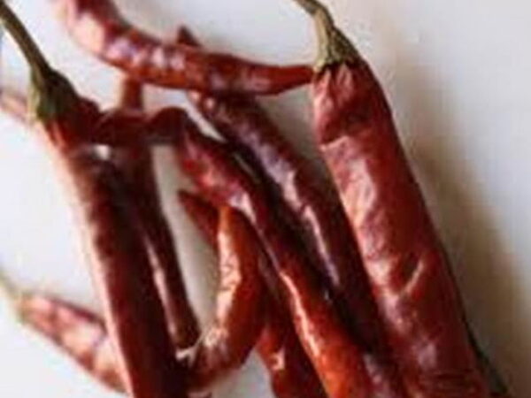 Arbol Chilli